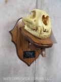 MOUNTAIN LION SKULL ON PLAQUE TAXIDERMY