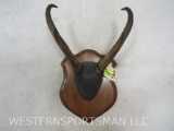 PRONGHORN SKULL ON PLAQUE TAXIDERMY