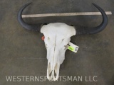 Cow Skull TAXIDERMY