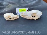 RED FOX, & COYOTE Skulls 5 1/2 to 7 inches long with All teeth... 2 x $