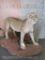 BEAUTIFUL LIFESIZE LIONESS ON BASE *TX RES ONLY* TAXIDERMY