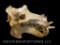 HUGE Hippo Skull, All but 2 small teeth,- 29 inches long at the tusks, 20 inches tall and 16 1/2 inc