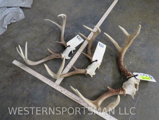 3 Whitetail Antlers on Skull Plate (3x$)