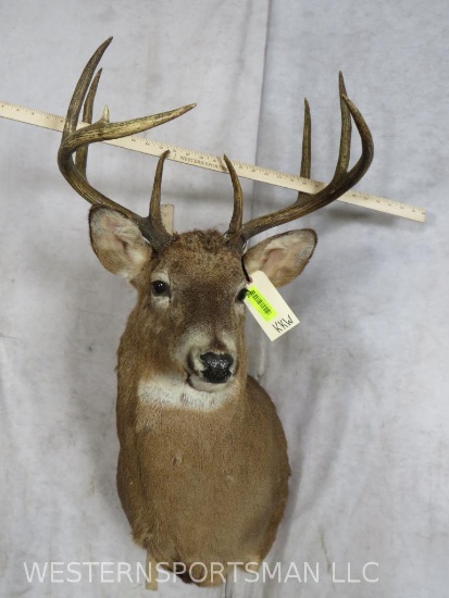 LARGE WHITETAIL SH MT TAXIDERMY