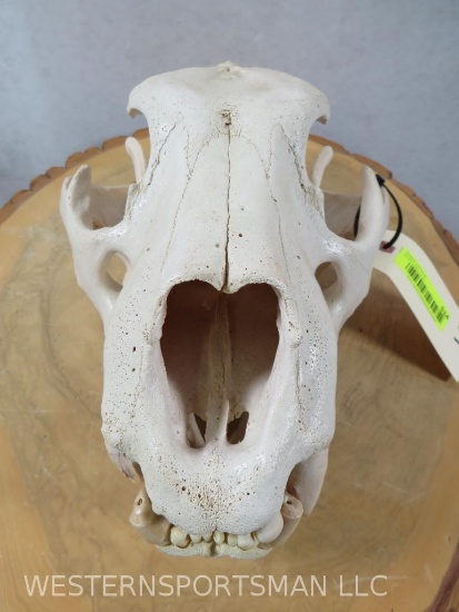 Lion Skull *TX RES ONLY* TAXIDERMY