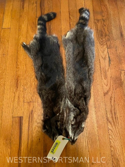 Two, Awesome Raccoon furs- skins- hides, 36 inches long = 2 x $