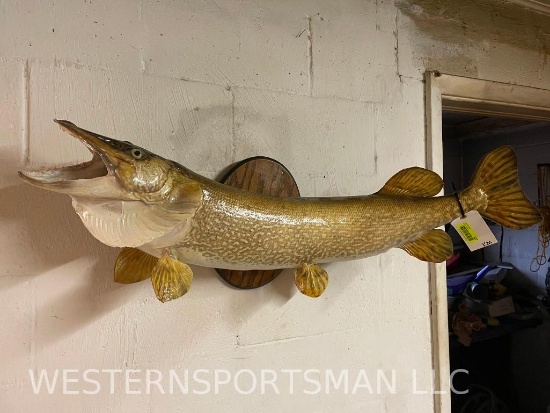 Huge Northern Pike fish mount - 40 inches long , Great, log cabin, or Ranch Taxidermy Decor