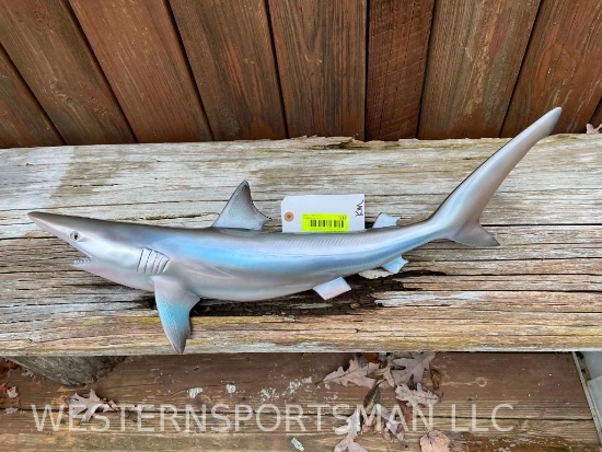 Beautiful Taxidermy - New - Repro- Sand Tiger Shark fish mount 27 inches long