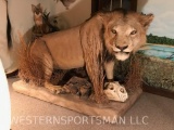 Lifesize African Lion on base *SKULL NOT INCLUDED* *PA Residents Only* TAXIDERMY
