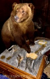 Beautiful life size mountain grizzly with blonde mix long hair and claws TAXIDERMY