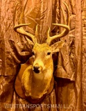 Pretty perfect 8 pt whitetail on a plaque TAXIDERMY