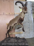 LIFESIZE LEAPING IBEX -ON BASE TAXIDERMY