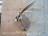 Beisa Oryx Sh Mt SCI Gold Medal 72 1/8 *TX RES ONLY* TAXIDERMY