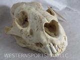 African Lion Skull *TX RES ONLY
