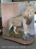 BEAUTIFUL LION ON BASE *TX RES ONLY* TAXIDERMY