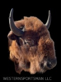 Buffalo or Bison Shoulder mount- NEW - Taxidermy 41 inches tall - 34 inches out from the wall, Real