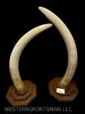 Beautiful Taxidermy set of REPRO, Elephant Ivory, Tusks, on Very Nice wood bases, 49 & 52 inches -lo