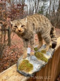 Awesome- Rarely seen European WILDCAT - 26 inches long 19 inches tall 11 inches wide on base, Excell