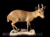 Beautiful, Mutjac Deer, with BIG Fangs ! 27 inches long and 24 inches tall, Excellent Taxidermy