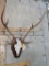 Axis Deer Euro Mt on Plaque TAXIDERMY
