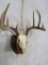 10 Pt Whitetail Skull on Plaque TAXIDERMY
