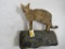 Lifesize African Cat on Base TAXIDERMY