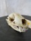 Raccoon Skull TAXIDERMY ODDITY