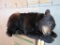 Super Cute Lifesize Sleeping Black Bear TAXIDERMY