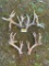 2 Huge sets of Whitetail Deer Antlers, a set of SHEDS and a Larger set of Cuts, 19 X 13 points on cu