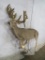 Lifesize Whitetail *No Base* *Reproduction Antlers* TAXIDERMY