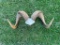 Set of Repro. Dall Sheep horns, 36 1/2 inches long, X a 23 inch spread, with 12 inch bases, great fo