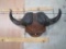 Cape Buffalo Horns on Plaque TAXIDERMY