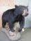Lifesize Black Bear on Base TAXIDERMY