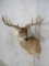 Wide Spread Whitetail Sh Mt TAXIDERMY
