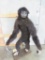 Super Rare Lifesize Gibbons Monkey *TX RESIDENTS ONLY* TAXIDERMY