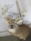 WHITETAIL SH MT W/Reproduction Antlers TAXIDERMY