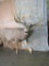 Super Wide Lifesize Mule Deer *Reproduction Antlers**No Base* TAXIDERMY