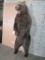 Lifesize Standing Brown Bear 80