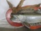 Huge Repro Lake Trout on Plaque 52