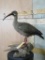 Lifesize Ibis on Stand TAXIDERMY
