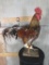 Lifesize Rooster TAXIDERMY