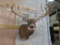 XL WHITETAIL SH MT W/LOTS OF POINTS & Double Drop Tynes TAXIDERMY
