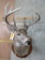 10 Pt Whitetail on Plaque TAXIDERMY