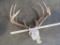 13Pt Uncommon Whitetail Skull TAXIDERMY