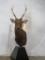 SIKA TABLE PEDESTAL TAXIDERMY