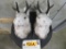 2 Reproduction Jackalopes on Plaques (2x$) TAXIDERMY DECOR