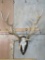 Red Stag Euro on Plaque TAXIDERMY
