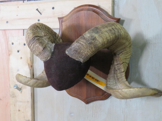Ram Horns on Plaque TAXIDERMY