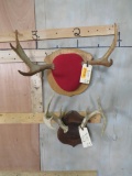 Mounted Moose and Whitetail Antlers (2x$) TAXIDERMY