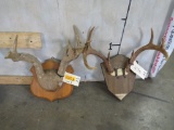 2 Racks on Plaques (ONE$) TAXIDERMY